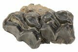 Fossil Eocene Mammal (Plagiolophus) Jaw Section - France #248667-1